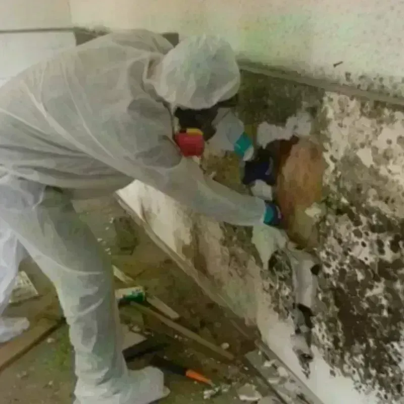 Mold Remediation and Removal in City of Buena Vista, VA